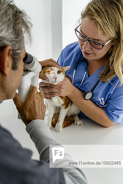 Veterinarian and assistant examining cat's eye in clinic