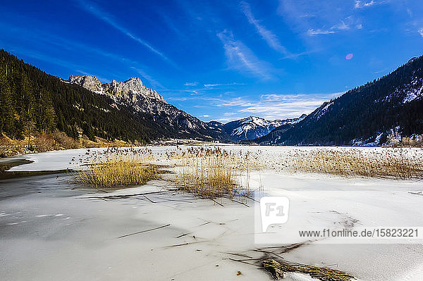 Österreich  Tirol  Schilf wächst am Ufer des gefrorenen Haldensees