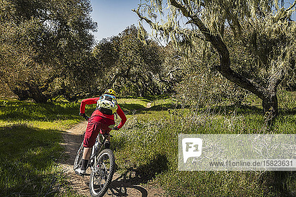 Woman riding mountainbike on forest track  Fort Ord National Monument Park  Monterey  California  USA