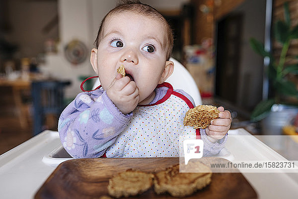 Portrait of baby girl sitting in high chair eating homemade oatmeal cookies with hands