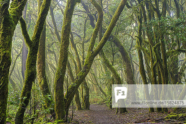 Spanien  Provinz Santa Cruz de Tenerife  Grüner Mooswald des Nationalparks Garajonay