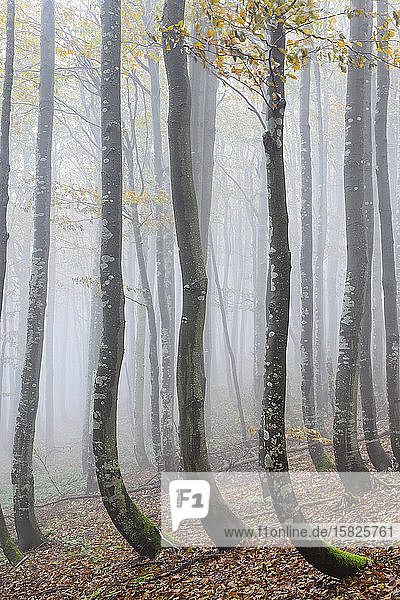 Ukraine  Zakarpattia region  Carpathians  Forest  Borzhava  Autumn forest in morning mist