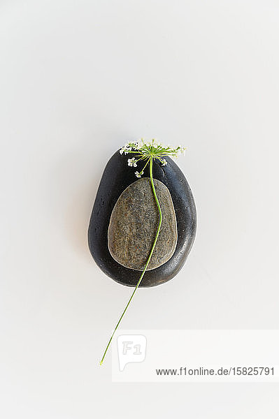 Composition of two stones and Queen Annes Lace (Daucus carota) flower on white background
