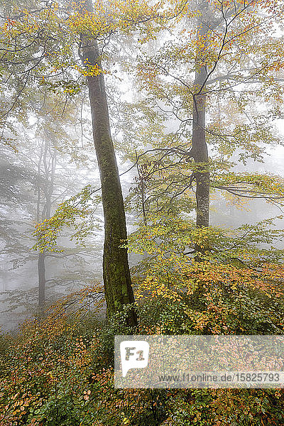 Ukraine  Zakarpattia region  Carpathians  Borzhava  Hillside mountain Munchel  Autumn woods in morning fog