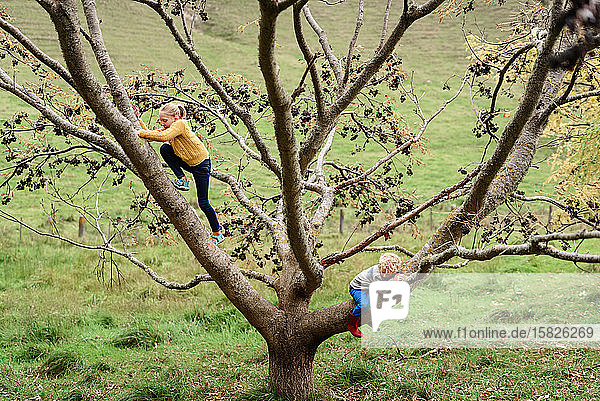 Tween girl and preschool aged boy climbing a tree