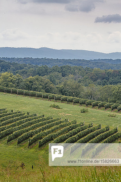 Weinbergszenen auf dem Weingut Stone Tower Winery in Leesburg  Virginia.