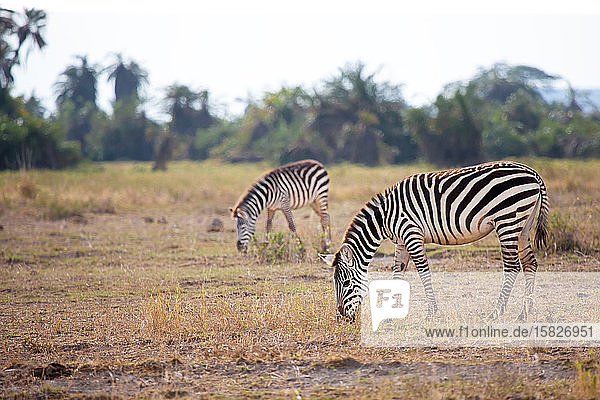 Einige Zebras fressen Gras in der Savanne in Kenia