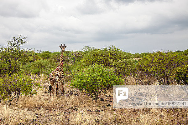 Giraffe in Kenia  Safari-Reise