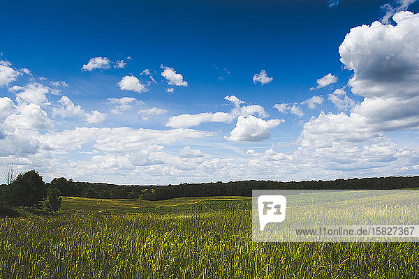 A Grass Prairie and Corn Field on a Summer Day in Michigan