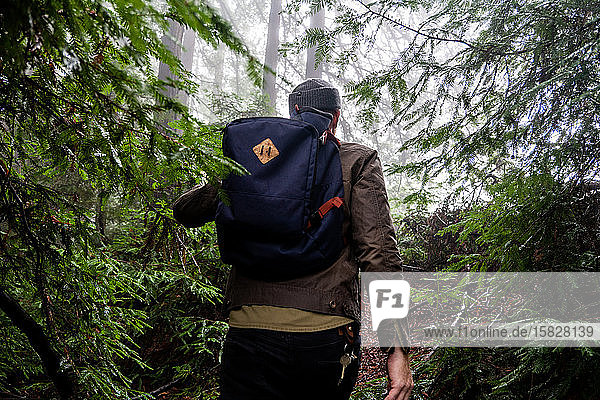 Man with backpack passes through pine trees into misty forest clearing