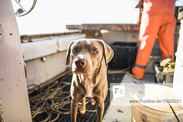 Boat dog joinig for Aquaculture shellfishing on an early morning