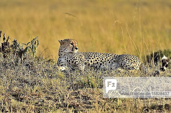 Ein Gepard legt sich zur Rast in die Savanne