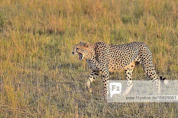 A large cheetah cat stalks the savannah