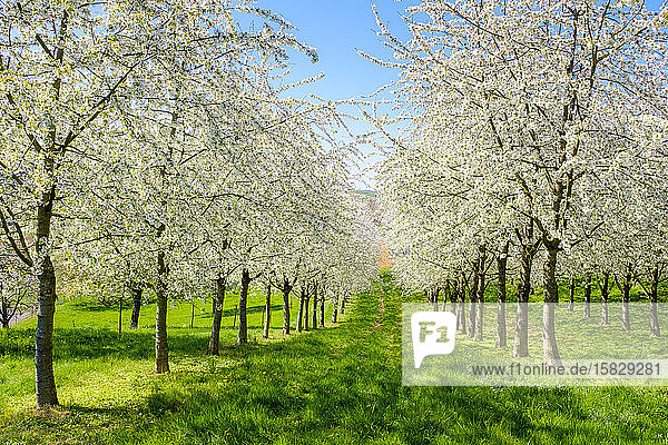 Blühende Kirschbäume im Eggenertal im zeitigen Frühling  Schliengen  Baden-WÃ¼rttemberg  Deutschland