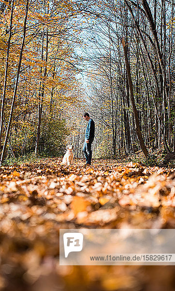 Der Mensch und sein Hund schauen sich auf einem blattbedeckten Waldweg an.