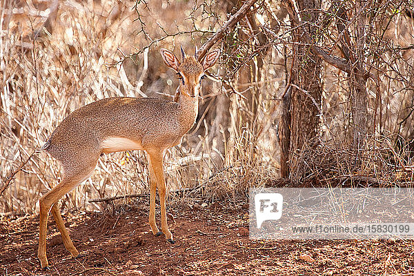 Antilope steht in der Savanne von Kenia  dik-dik