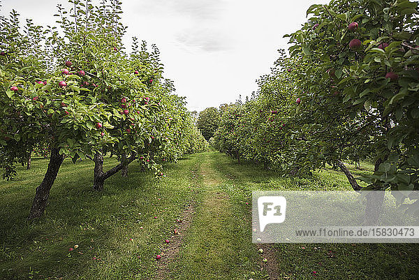Blick in die Mitte von zwei Reihen von Apfelbäumen in einem Obstgarten.