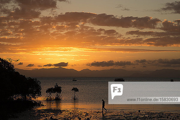 Silhouette of person & mangroves at sandy beach during a golden sunset