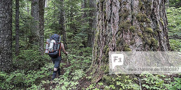 A woman hikes on a trail through the forest in North Cascades
