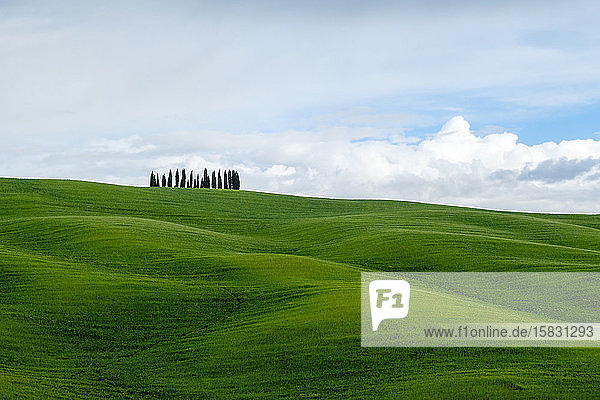 Sanfte Hügel mit Weizenfeldern und Zypressen  Val d'Orcia  Toskana  Italien