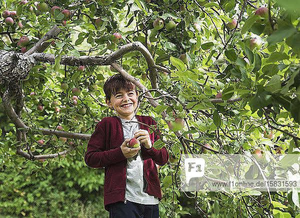 Young boy smiling as he picks apples off of an apple tree.