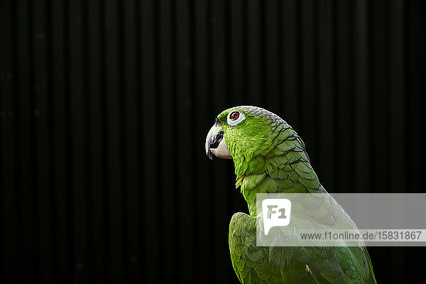 Ruhig nachdenklicher Amazonas-Papagei mit leuchtend grünen Federn