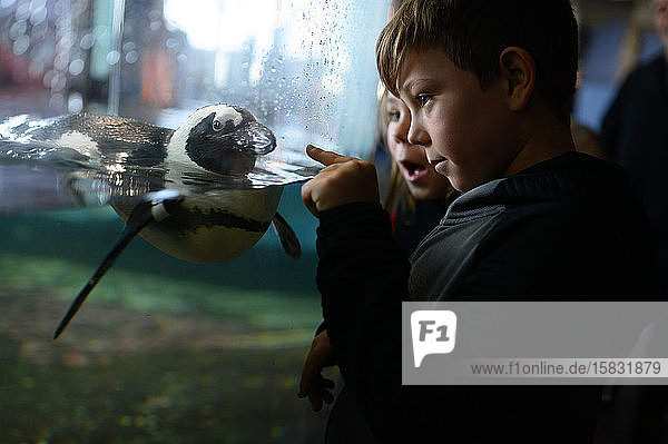 Ein Junge zeigt im Aquarium auf einen Pinguin  während ein anderer Junge erstaunt ist