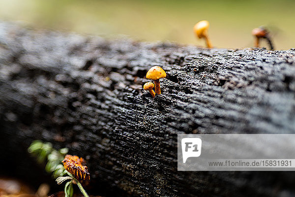 Kleine orangefarbene Pilze  die auf der nassen Rinde eines Baumstammes in Kalifornien wachsen