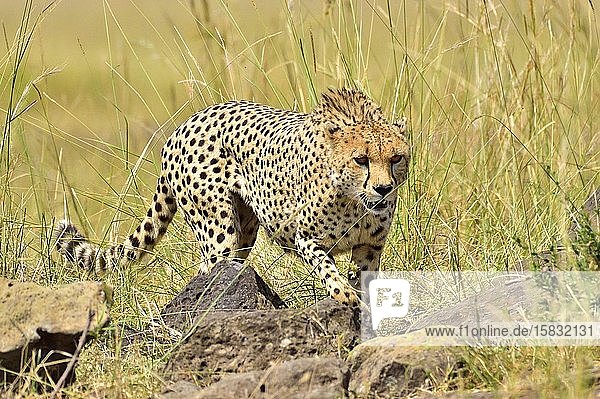 A cheetah stalks it's prey