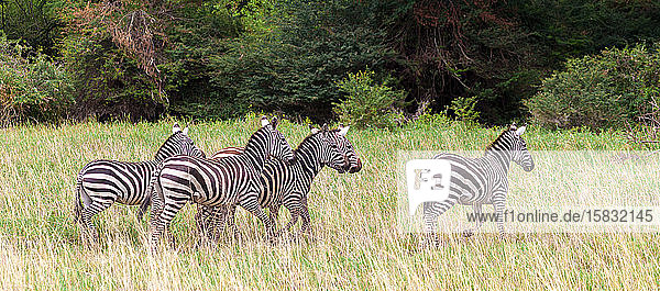 Viele Zebras laufen über das Grasland in Kenia