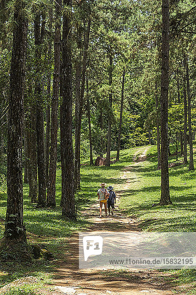 Couple of friends walking among pine trees on green natural area