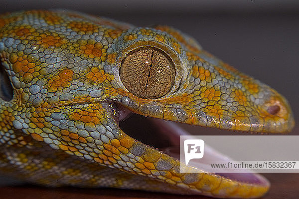 bunter Gecko tokay Makroauge