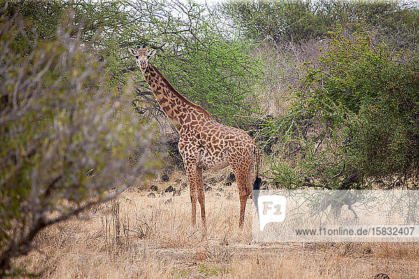 Giraffe steht in den Bäumen und beobachtet