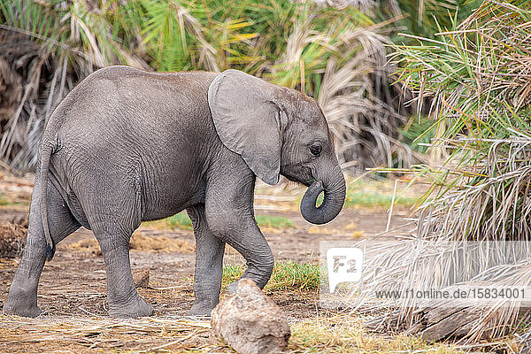 ein kleiner Elefant geht zu Fuss  auf Safari in Kenia