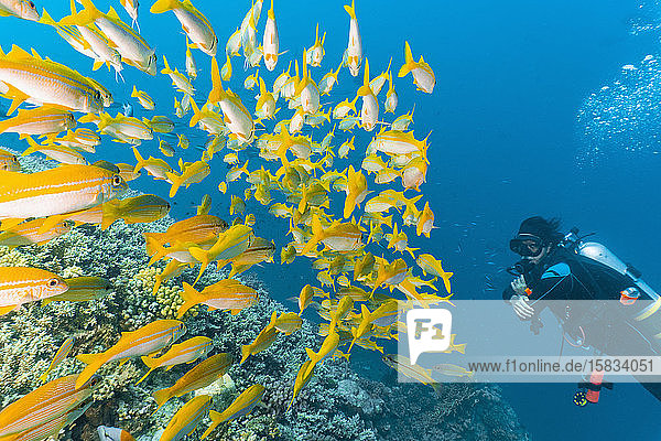 Taucher beim Auskundschaften eines Schwarmes gelber Schnapper am Great Barrier Reef