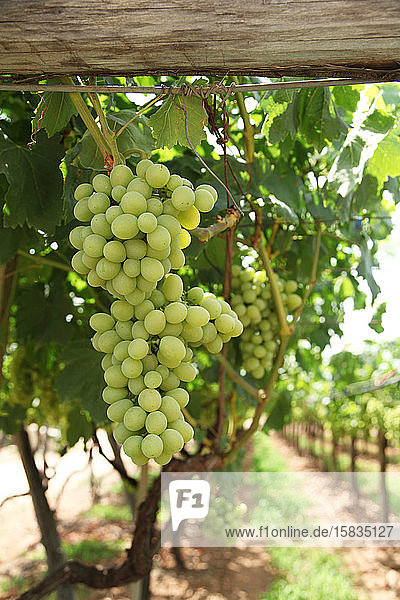 Grüne Trauben und Reben auf einem Weingut im Napa Valley in Kalifornien