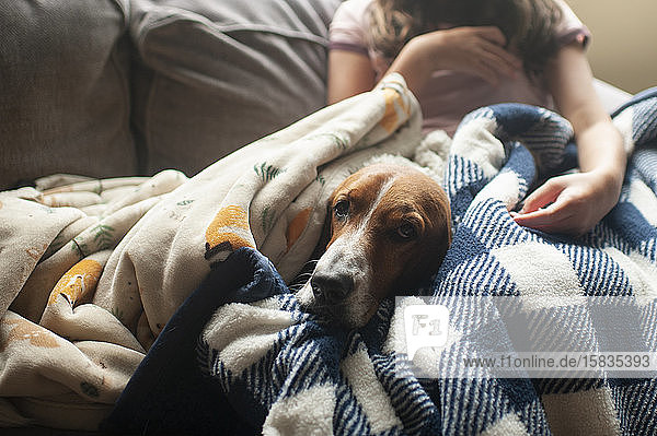 Süßer Basset-Hundehund liegt in einem Haufen Decken neben einem Mädchen