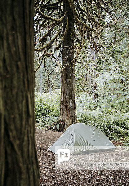 Ein Zelt unter einem Baum im dichten Wald in Washington