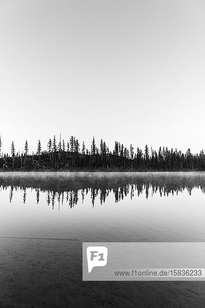 Schwarz und Weiß von Kiefern  die sich in einem See mit Nebel spiegeln  Wyoming