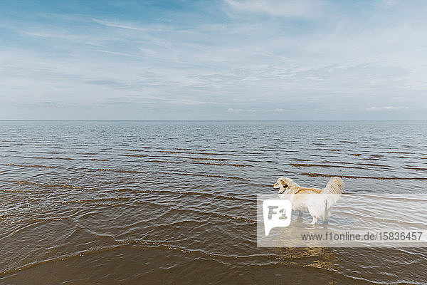 Süßer Hund paddelt im Meer gegen einen bewölkten Himmel