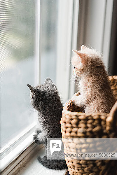 Zwei süße Kätzchen  die aus einem Weidenkorb aus dem Fenster schauen.