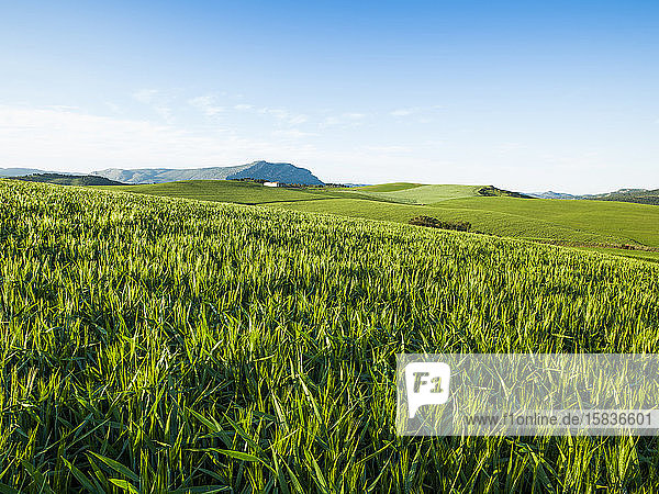 Landwirtschaftliche Landschaft in Ardales  Malaga  Spanien