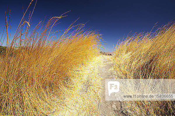 Getrocknete Gräser am Tehachapi-Pass  Kalifornien  USA.
