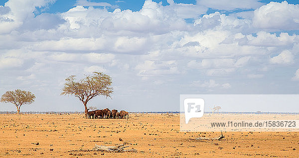 Viele Elefanten stehen unter einem großen Baum  auf Safari in Kenia