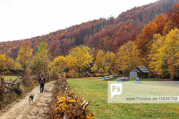Wanderer und Hund gehen auf der Strasse in der Nähe der Bienenstöcke im Herbstwald