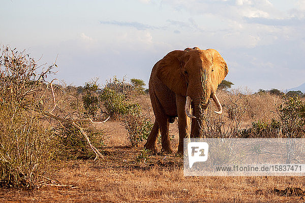 Elefant zwischen den Büschen stehend  auf Safari in Kenia