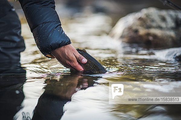 Ein Mann lässt an einem kalten Morgen in einem Fluss Maine eine Forelle frei