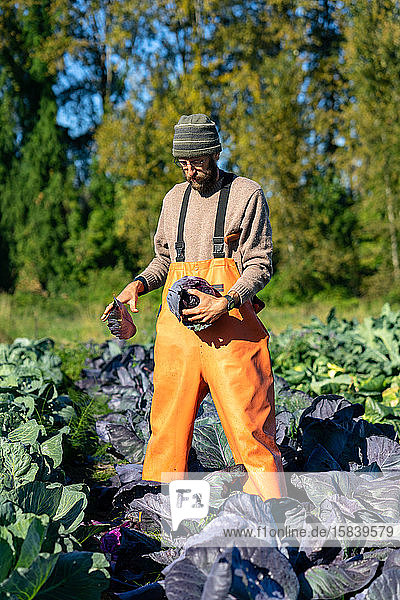 Farmer is cleaning red organic cabbage during fall harvest