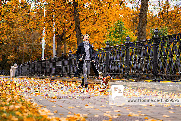 Woman walks in autumn park with a Cavalier King Charles Spaniel dog