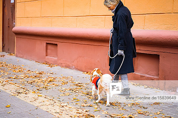 A woman walks in the city with a cavalier king charles spaniel dog.